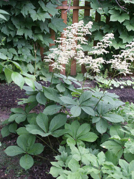 Роджерсия конскокаштанолистная - 1