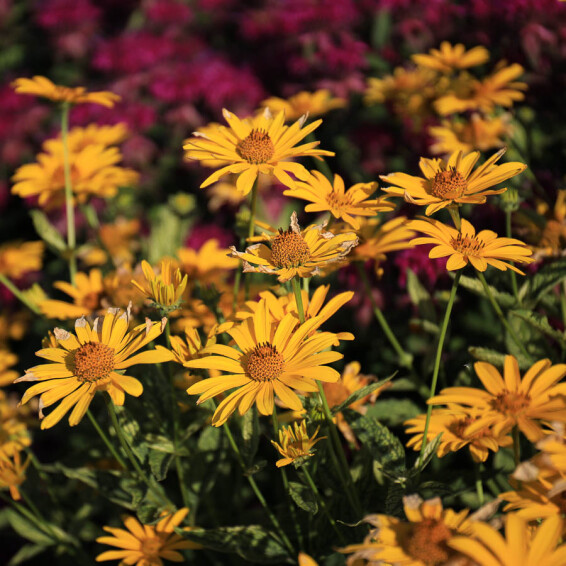 Геліопсис соняшниковидний ‘Loran Sunshine' - 1 Геліопсис соняшниковидний ‘Loran Sunshine' - 1