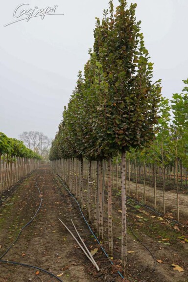 Липа крупнолистная 'Zelzate' - 5 Липа крупнолистная 'Zelzate' - 5