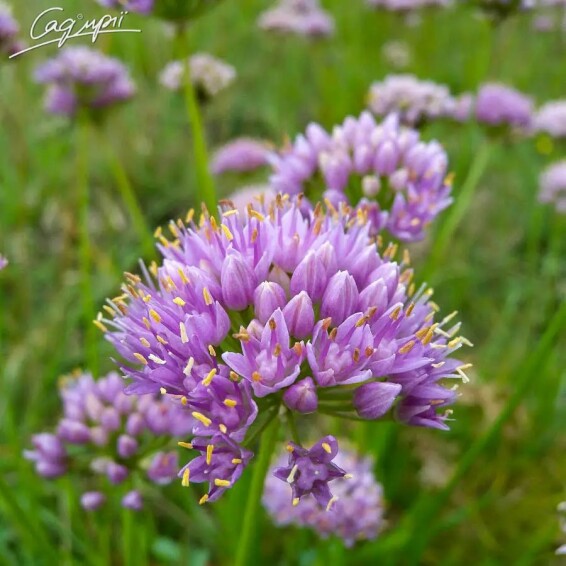 Цибуля старіюча 'Montanum' - 2