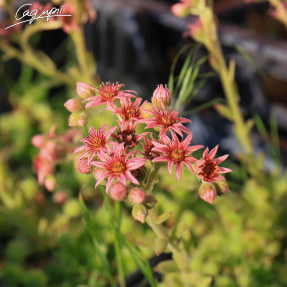 Молодило паутинистое - 6