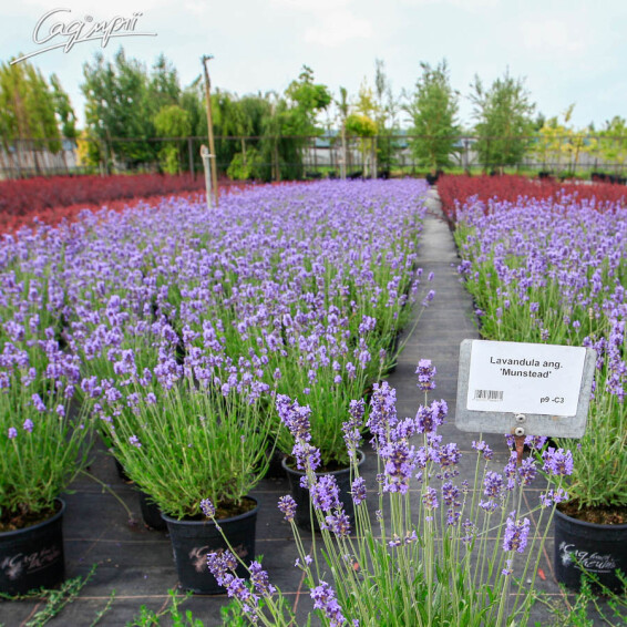 Лаванда вузьколиста 'Munstead', p9 - - 8