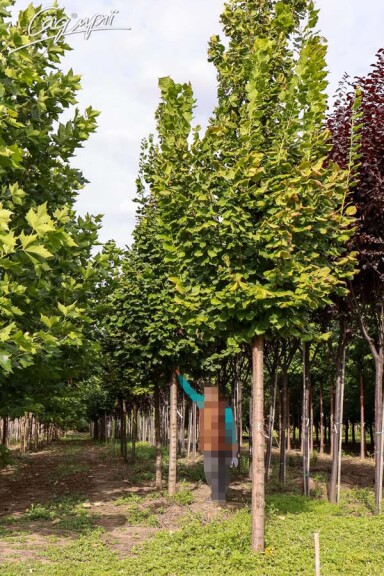 Липа крупнолистная 'Zelzate' - 1 Липа крупнолистная 'Zelzate' - 1