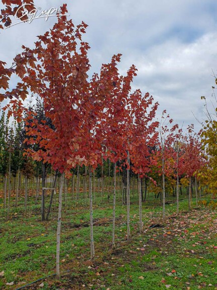 Клен червоний 'Red Sunset' #6, WRB 10--12 300-350 St. 1/2 - 4 Клен червоний 'Red Sunset' #6, WRB 10--12 300-350 St. 1/2 - 4