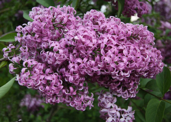 Бузок китайський 'Saugeana' - 1