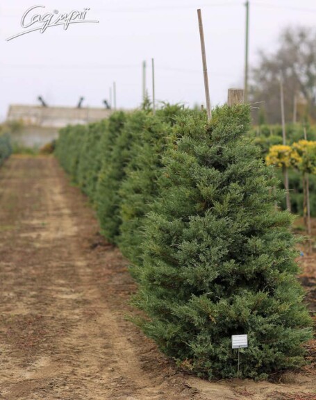 Ялівець віргінський 'Hetz' - 5