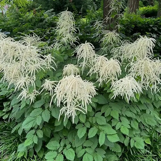 Волжанка двудомная - 4 Волжанка двудомная - 4