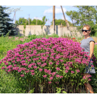 Монарда гибридная 'On Parade'