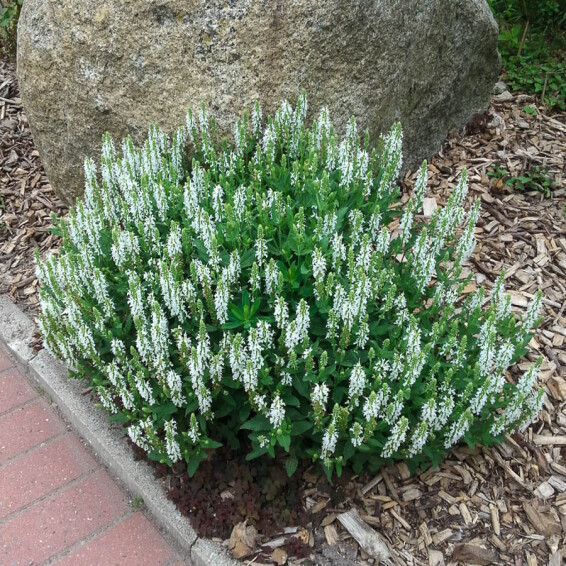 Шалфей дубравный 'Schneehugel' - 5