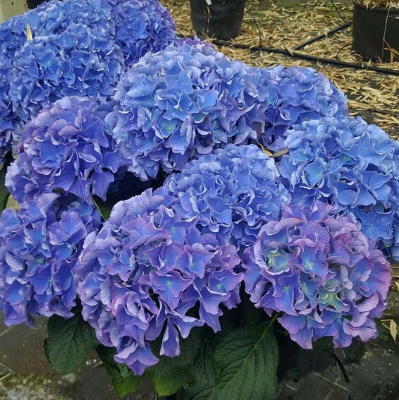 Гортензия крупнолистная 'Fripon' - 5