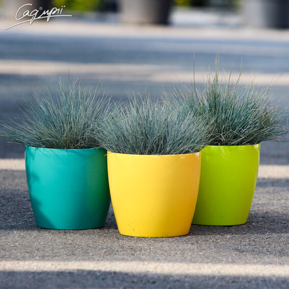 Костриця сиза 'Elijah Blue' - 1