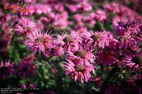 Монарда гібридна 'Pink', C3 - - 1