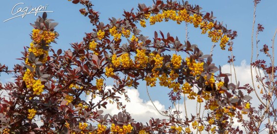 Барбарис Tунберга 'Atropurpurea' - 8