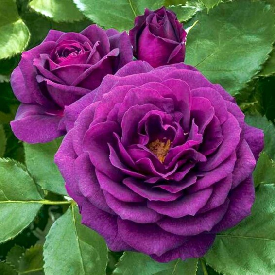 Троянда бордюрна 'Ebb Tide' - 6 Троянда бордюрна 'Ebb Tide' - 6