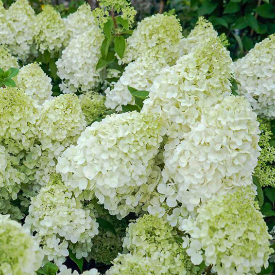 Гортензія волотиста 'Polar Bear'® - 3