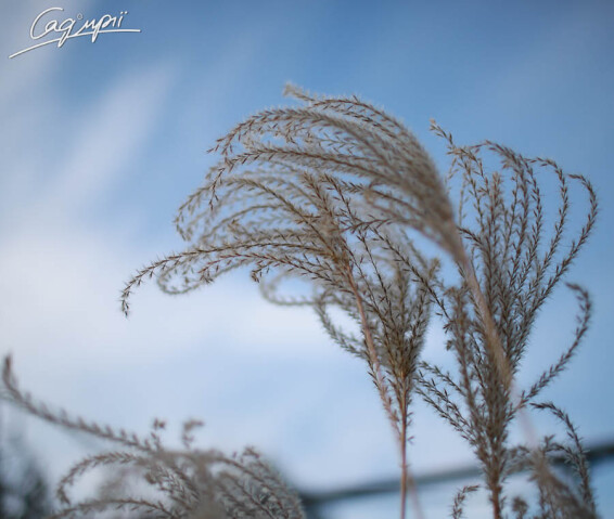 Міскантус китайський 'Flamingo', C3 - - 1