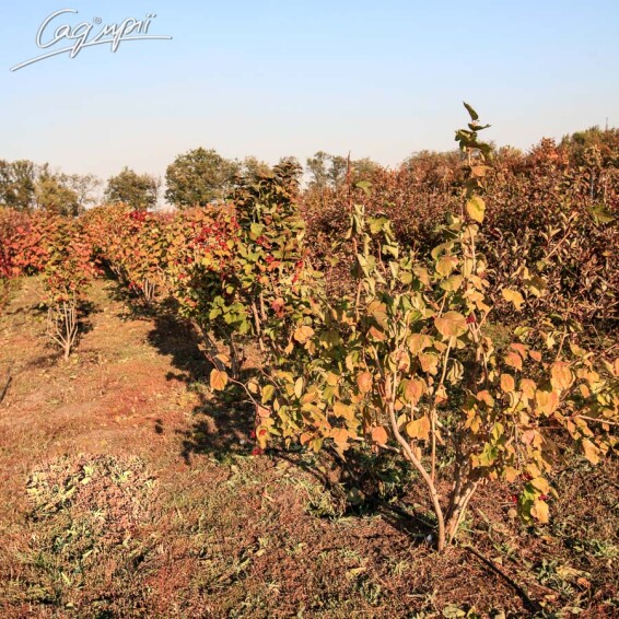 Калина звичайна - 8