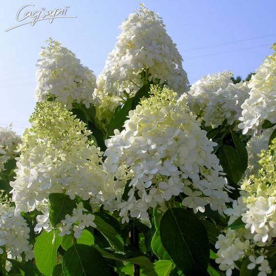 Гортензия метельчатая 'Magical Moonlight' ® - 1