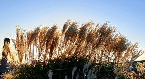 Злаки та трави