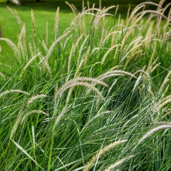 Перистощетинник восточный 'Fairy Tails' - 2