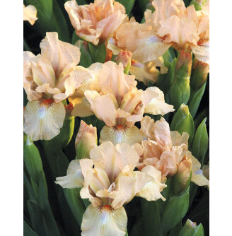 Ирис карликовый 'Little Bev'