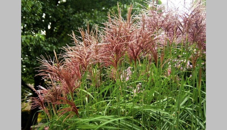 Мискантус китайский 'Malepartus' - отличный выбор злака для Вашего сада