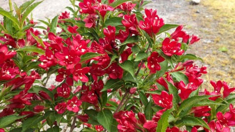 Вейгела — кольоровий феєрверк у саду, що квітне знову і знову