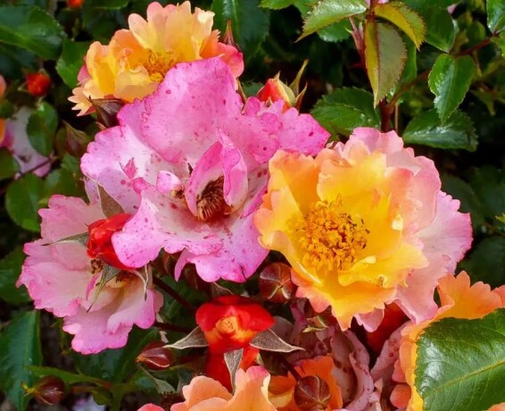 Роза 'Bee Proud'® - 2