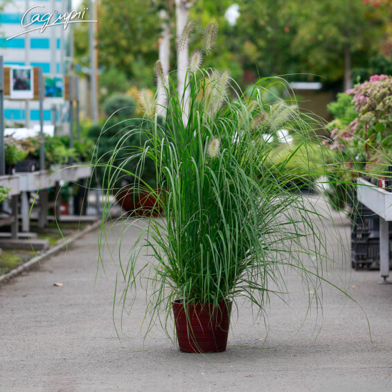 Перистощетинник волосистый - 5