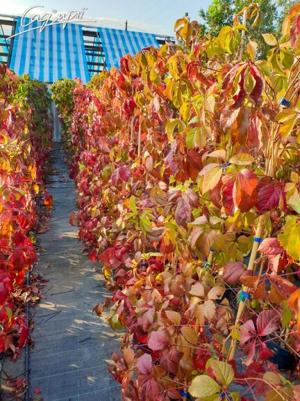 Виноград дівочий 'Engelmannii' - 5