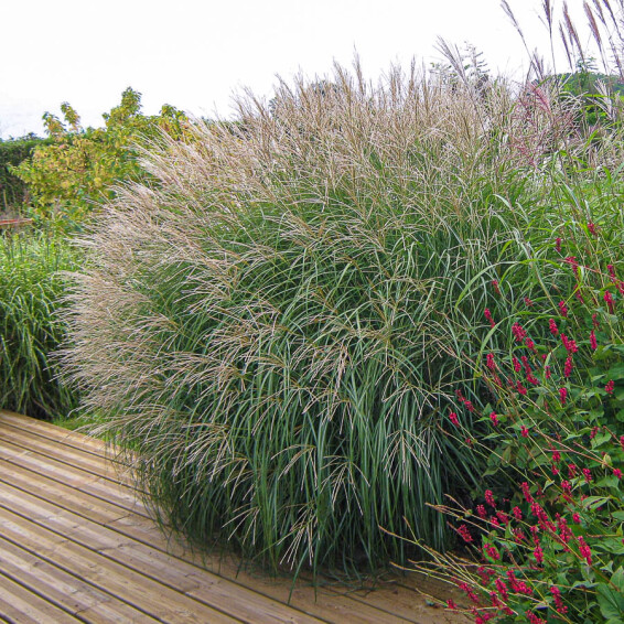 Мискантус китайский 'Adagio' - 8