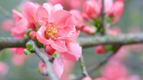 У нас - нова колекція рослин!