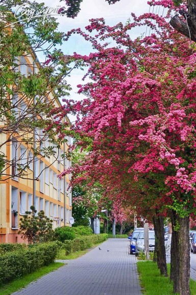 Глід колючий 'Paul`s Scarlet' #8, WRB 12--14 400-450 St. 180-200 - 6