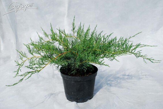 Ялівець віргінський 'Grey Owl' - 1