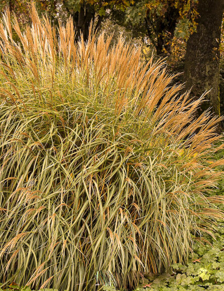 Мискантус китайский 'Adagio' - 7