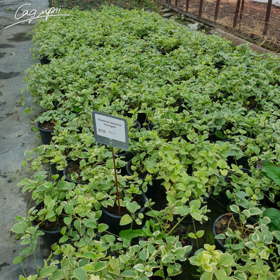 Барвінок великий 'Variegata', p9 - - 2