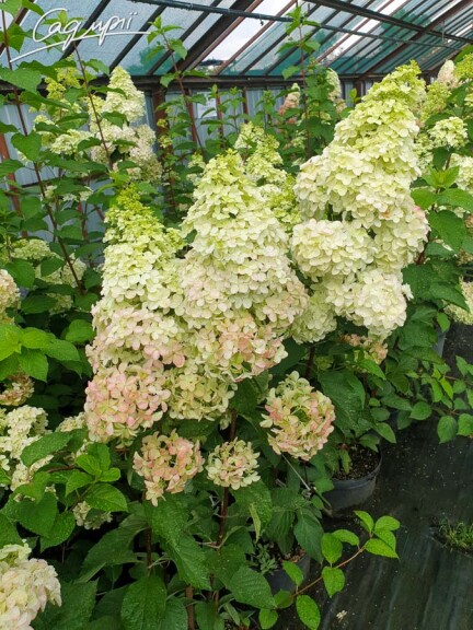 Гортензія волотиста 'Fraise Melba'® #3, С14 125-150 - 5