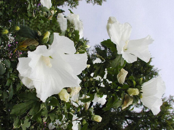 Гібіскус сірійський 'Totus Albus' - 1