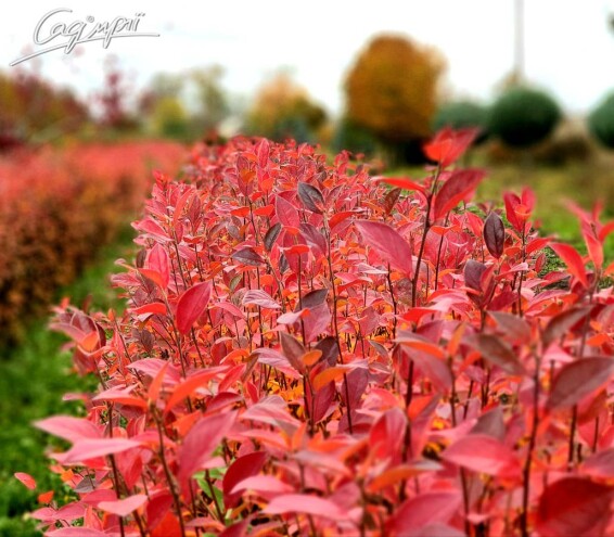 Кизильник блискучий - 8