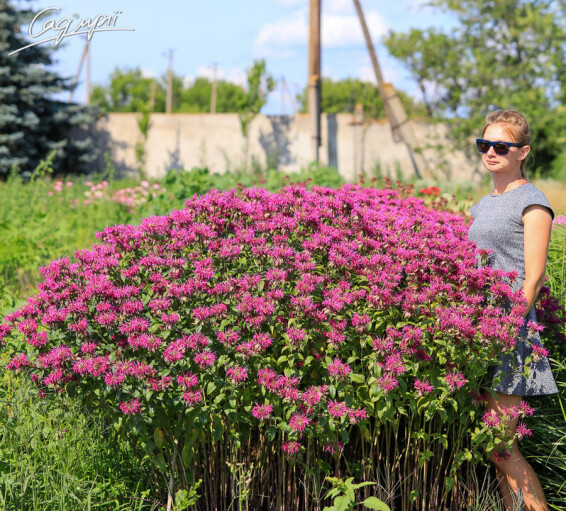 Монарда гибридная 'On Parade' - 1