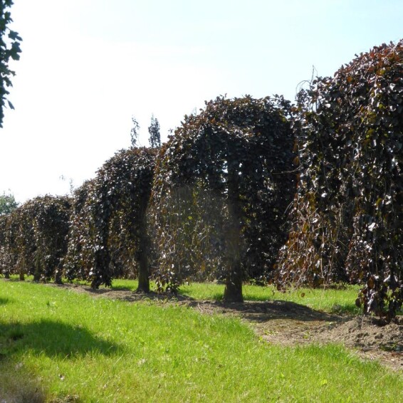 Бук лісовий 'Purpurea Pendula', C25 6--8 200-225 St. 150-175 - 3