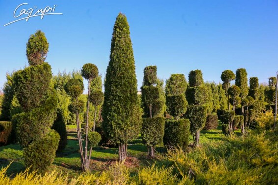 Туя західна 'Smaragd' #1, WRB - 250-300 - - 8