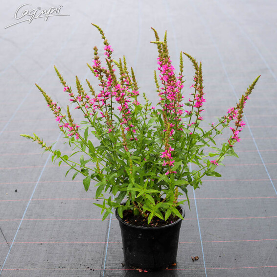 Плакун верболистий 'Robert' - 3 Плакун верболистий 'Robert' - 3