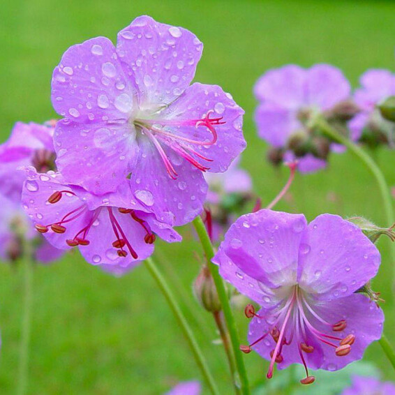 Герань кембріджська 'Cambridge' - 1 Герань кембріджська 'Cambridge' - 1