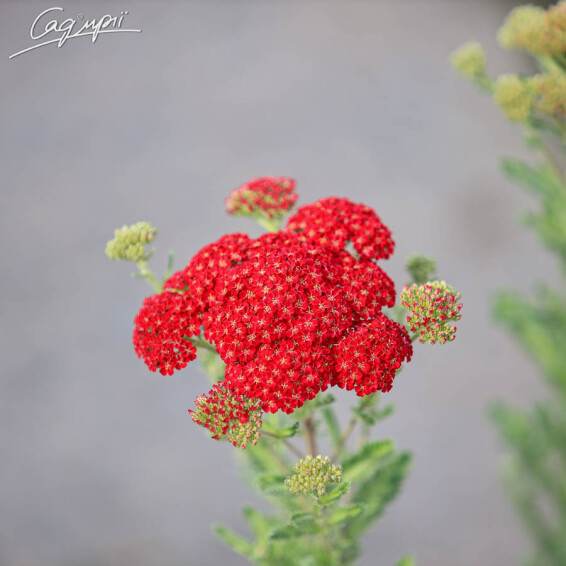 Тысячелистник гибридный 'Red Velvet', C1 - - 1