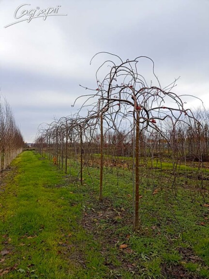 Рябина обыкновенная 'Pendula' #6, WRB 25--30 225-250 St. 200-225 - 6 Рябина обыкновенная 'Pendula' #6, WRB 25--30 225-250 St. 200-225 - 6