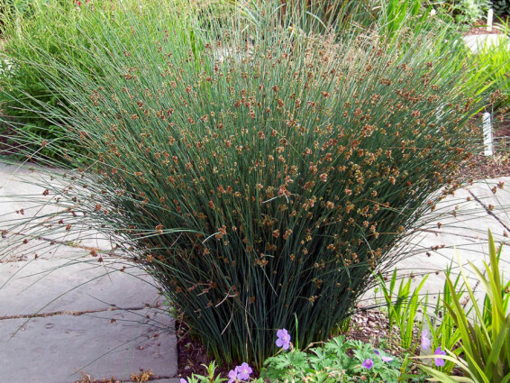 Ситник - 8 Ситник - 8