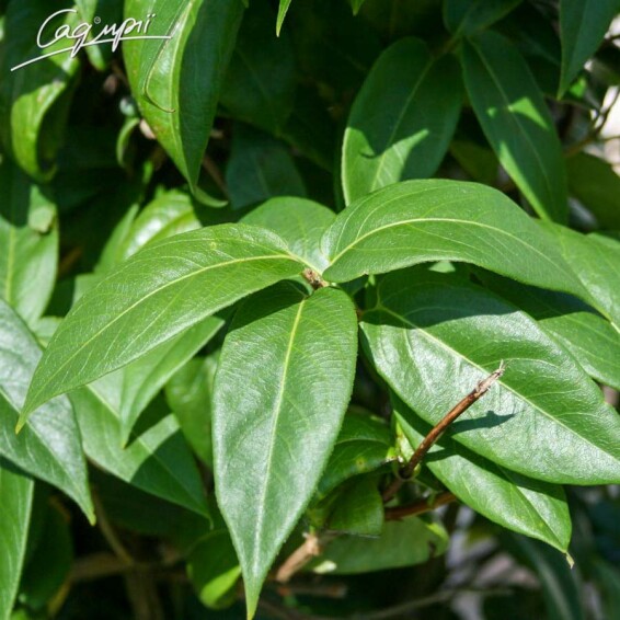 Жимолость Генрі - 2
