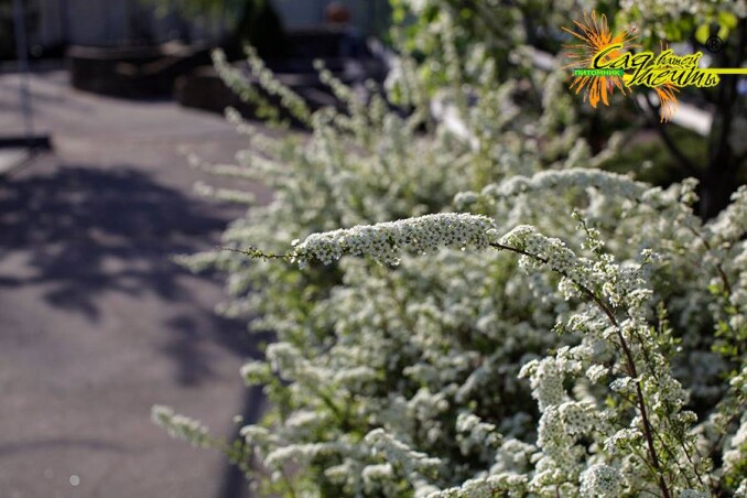 Спирея пепельная 'Grefsheim'