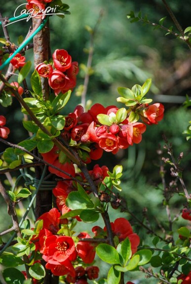 Айва прекрасна 'Fire Dance' - 2